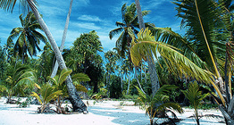 Cây cọ trên một hòn đảo nhiệt đới