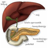 A patkóbélhez kapcsolódó szervek