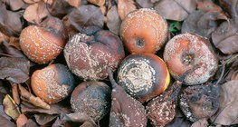 Trái cây bị nhiễm Monilinia: táo, lê, mận