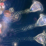 Vorticella (động vật nguyên sinh nước ngọt)