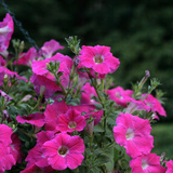 Cây dạ yên thảo