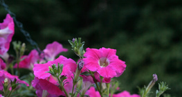 Cây dạ yên thảo