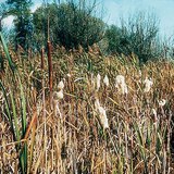 Typha (known as bulrush, or reedmace)