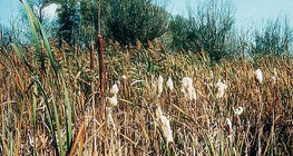 Typha (được gọi là bulrush, hoặc sậy)