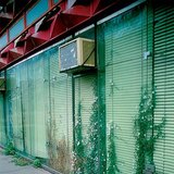 Plants living in stone and concrete crevices