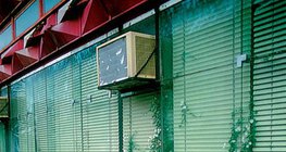 Cây sống trong khe đá và bê tông