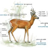Az őz felépítése