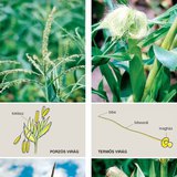 Kukorica egyivarú virágai és azok fejlődése