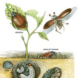 A cserebogár fejlődésének szakaszai