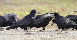 Quạ đen mũi trọc