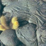 Dung nham hóa rắn