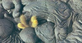 Dung nham hóa rắn