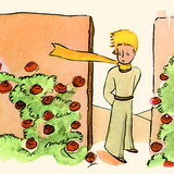 Hoàng tử bé với những bông hồng