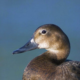 Pochard thường gặp (nữ)