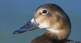 Pochard thường gặp (nữ)