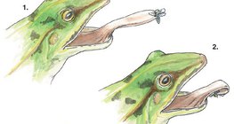 Lưỡi chiếu ở ếch