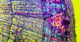 Mặt cắt ngang của vỏ cây tilia (nhuộm màu, với nền màu)