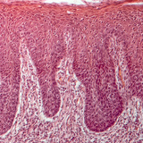 Mặt cắt ngang của lưỡi người