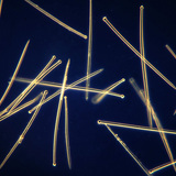 gai xốp (Suberitidae cư trú)