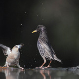 Diều hâu và chim sáo đậu