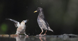 Diều hâu và chim sáo đậu