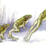 Kỹ thuật nhảy của ếch