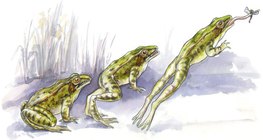 Kỹ thuật nhảy của ếch