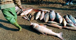 Cá chết sau vụ tràn dầu xyanua 2000 Tisza