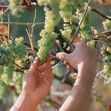 Grape harvest