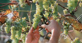 Vụ mùa thu hoạch nho