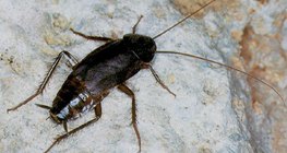 Con gián thông thường