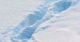 Dấu chân trong tuyết