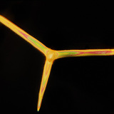 Spicules bọt biển (Leuconia solida)