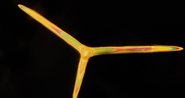 Spicules bọt biển (Leuconia solida)