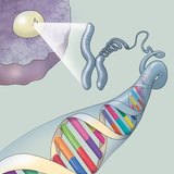 Cấu trúc của DNA