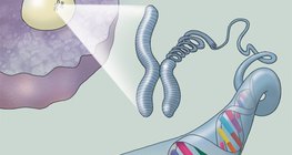 Cấu trúc của DNA