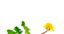 Bồ công anh thông thường