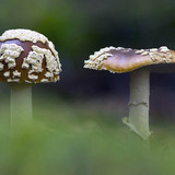Hoàng gia Fly Agaric