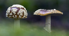 Hoàng gia Fly Agaric