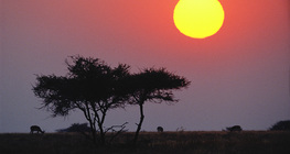 Bình minh trên thảo nguyên