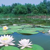 Water lily