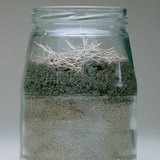 Quan sát giun đất