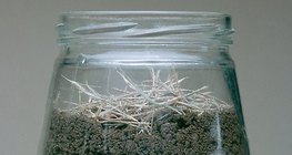 Quan sát giun đất