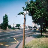 Một cây được trồng gần vỉa hè