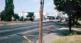 Một cây được trồng gần vỉa hè