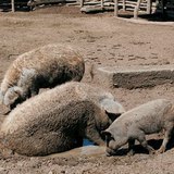 mangalitsa