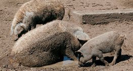 mangalitsa