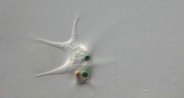 Trùng biến hình trần nuốt chửng một loại vi khuẩn