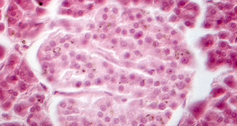 Tuyến tụy (hình ảnh tương phản pha) - các tế bào đảo Langerhans mờ hơn