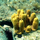 Bọt biển với bộ xương canxi cacbonat